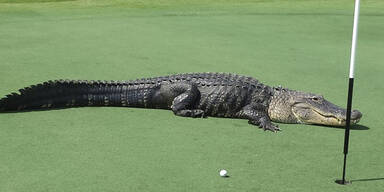 Hier läuft Alligator über Golfplatz