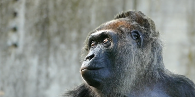 Gorilla gestorben 2.PNG