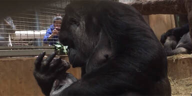 Gorilla Geburt
