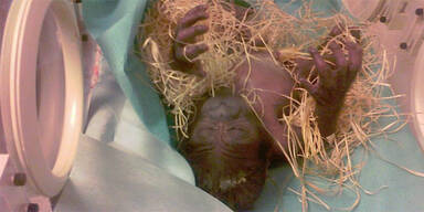 Gorilla-Baby im Prager Zoo geboren