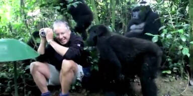 Fotograf von Gorilla Familie umringt