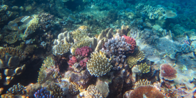 Australien: Korallen-Comeback am Great Barrier Reef
