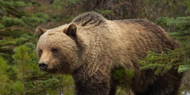 Touristin machte Bären-Foto - jetzt muss sie ins Gefängnis