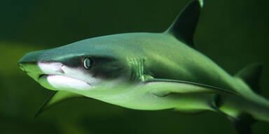 Apple Watch warnt künftig vor drohenden Hai-Angriffen