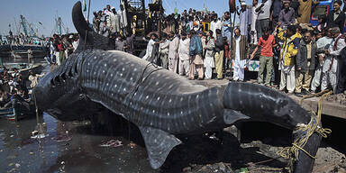 Walhai-Kadaver in Pakistan angeschwemmt