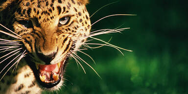 Leopard Agressiv
