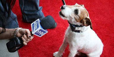 Alle rätseln: Kommt Hund Uggie zur Oscar-Gala?