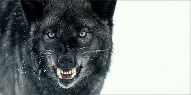 Wolf Aggressiv