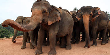 Waisenhaus tauft 15 Baby-Elefanten