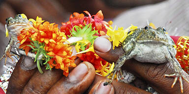 Froschhochzeit Indien