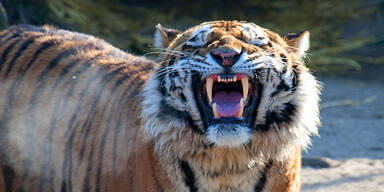 Tiger zerfleischt Zoo-Wärterin: tot