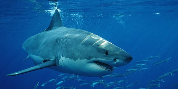 Hier gibt es die meisten Hai-Attacken