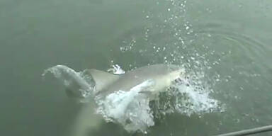Hai schnappt Anglerin Fisch weg