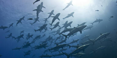 Horror: Fischerboot von Hai-Schwarm umzingelt