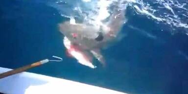 Hai schnappt sich Fisch vom Haken