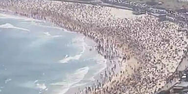 Hai-Alarm am berühmten Bondi Beach