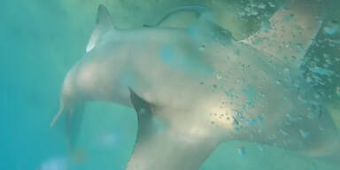 Irres Video: Hier kämpft ein Taucher mit einem Hai | Schock in Australien