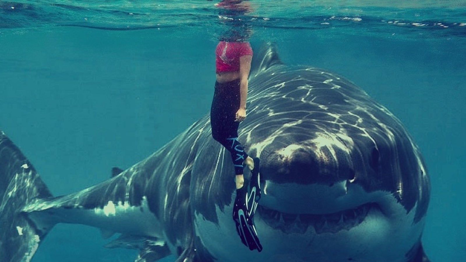 Haie sind keine Menschenfresser - oe24.at