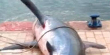 Fischer fangen Riesen- Fuchs-Hai auf Mallorca