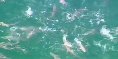 Australien: 50 Haie töten im Blutrausch