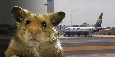 Hamster Flugzeug