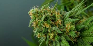 Die Hanfpflanze enthält eine Vielzahl an Cannabinoiden