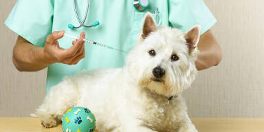 Corona: Auch Haustiere sollten geimpft werden
