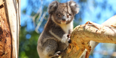 HIER erwarten dich Koalas, Kängurus & Co.