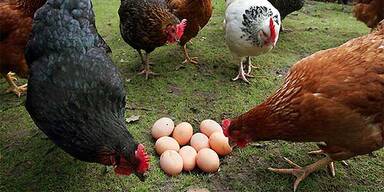 Bulgarische Eierpreise explodieren