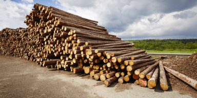 Wie österreichische Konzerne in die Urwaldvernichtung verstrickt sind