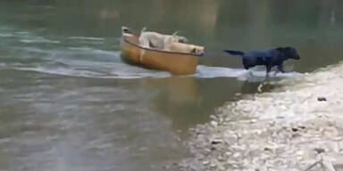 Labrador rettet zwei Hunde mitsamt Boot