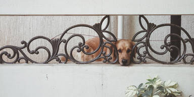 Hund Balkon