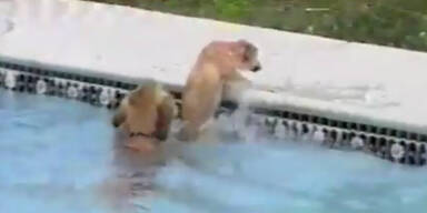 Hund rettet Welpe aus Pool vor dem Ertrinken