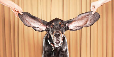 Hund Rekord Ohren Harbor