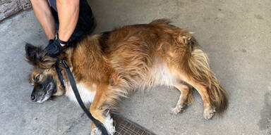 Hotelgast ließ in Wien Hund in Auto zurück