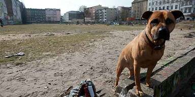 Russland: Hund erschoss Mann