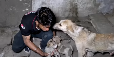 Animal Aid Unlimited, India/Youtube