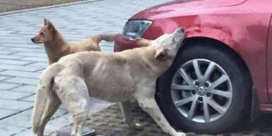 Hunde demolieren VW Jetta total