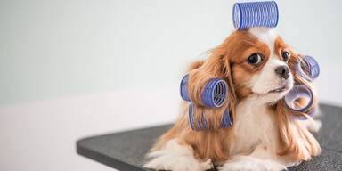 Pudel beim Friseur verunstaltet