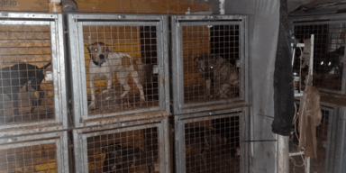 Nazi hatte 44 Hunde im Folter-Keller