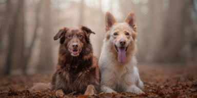 Hundebesitzer in Angst: Zwei Hund im Hörndlwald vergiftet