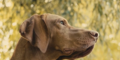 Leinen- und Maulkorbpflicht für sechs Hunderassen geplant