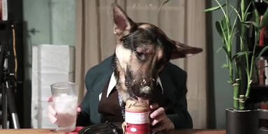 Dieser Hund kann essen wie ein Mensch