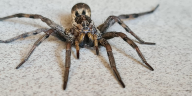 Gift-Spinnen-Alarm: Tier in Garage entdeckt