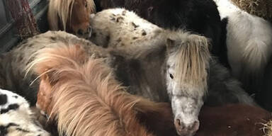 Grausamer Tiertransport: 9 Ponys eingezwängt