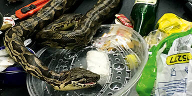 Riesen-Pythons im Müll entdeckt