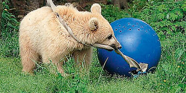 Süßer Bär erhängt sich beim Spielen