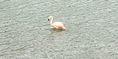 Flamingo Salzach