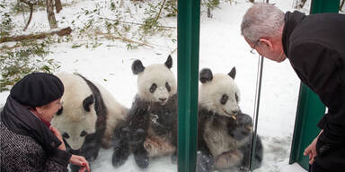 Hier verabschiedet VdB die Panda-Zwillinge