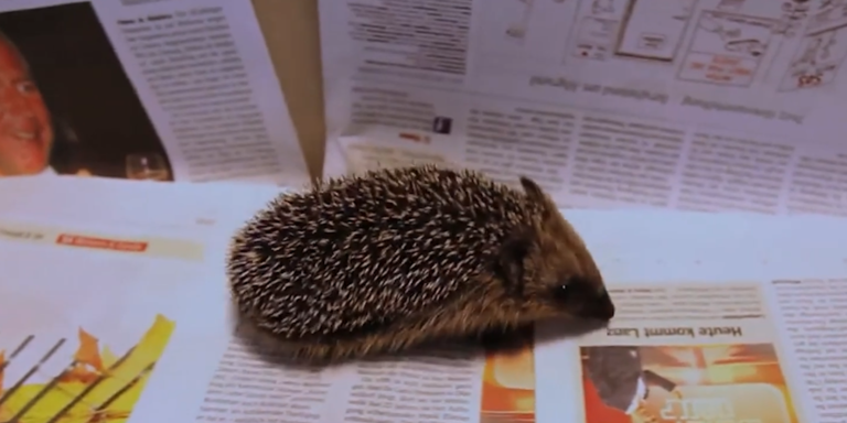 Tipps von Tierschutz Austria zum Umgang mit Igelfunden